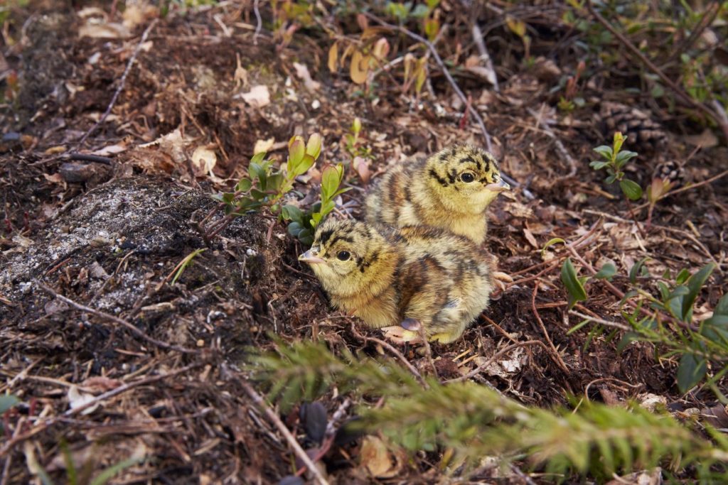 Auerhuhn: Schlupf und Aufzucht