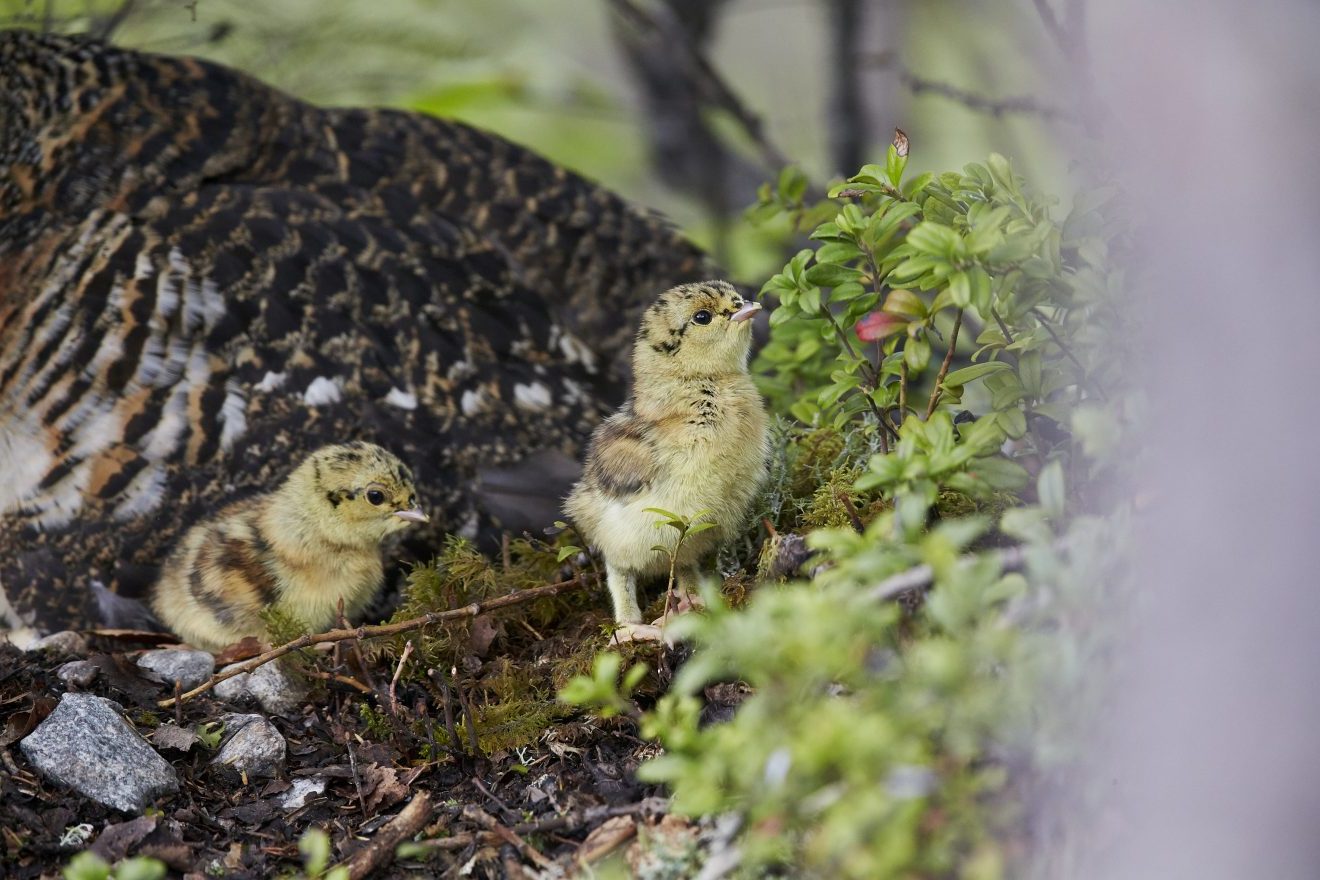 Auerhuhn - Schlupf und Aufzucht