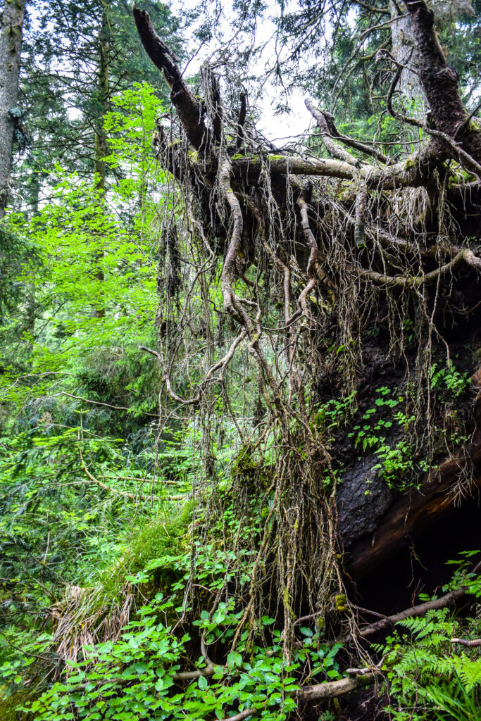 Karseen im Schwarzwald: Der Huzenbacher See