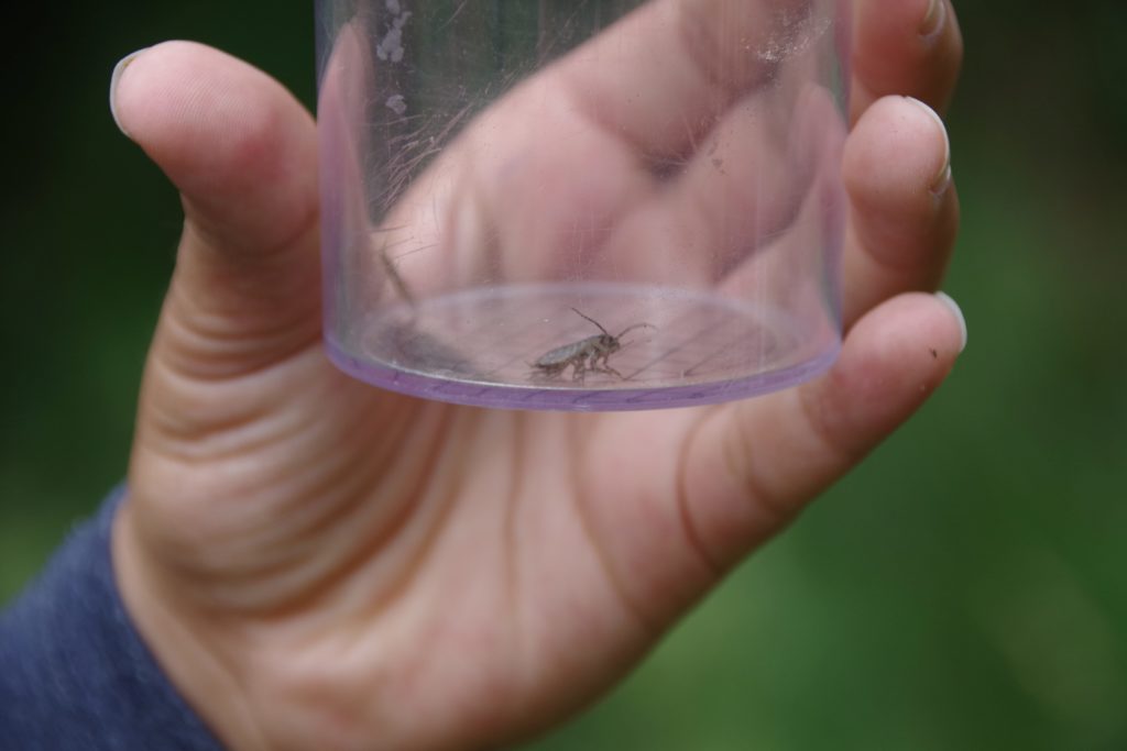 Stadtwerke Rastatt unterstützt Aktionen mit Naturpark-Entdecker-Westen