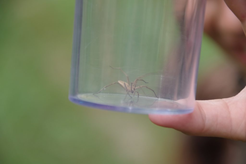 Stadtwerke Rastatt unterstützt Aktionen mit Naturpark-Entdecker-Westen
