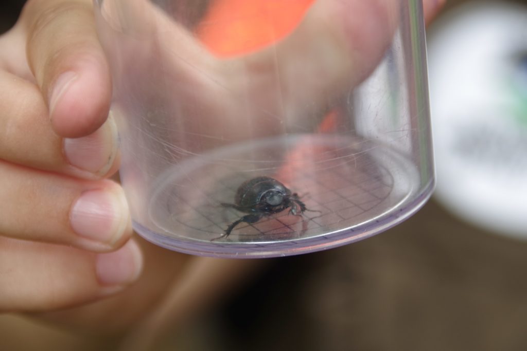 Stadtwerke Rastatt unterstützt Aktionen mit Naturpark-Entdecker-Westen