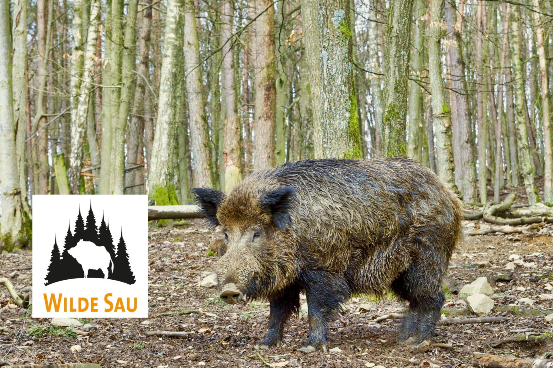 Wilde Sau - Wildschwein Schwarzwild aus dem Schwarzwald