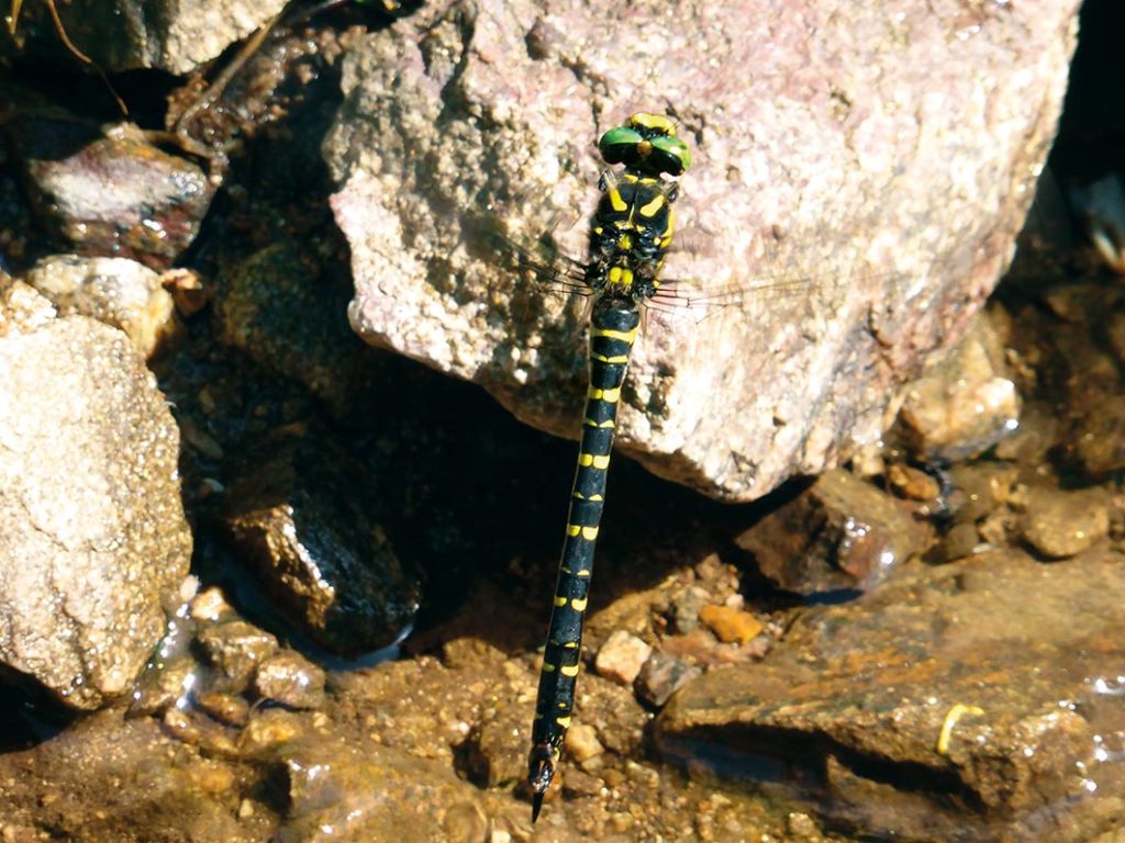 GeoTour Wolfach - zu Gneisen und Graniten