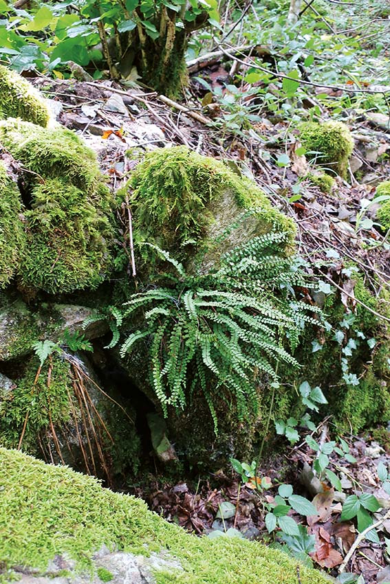 GeoTour Wolfach - zu Gneisen und Graniten