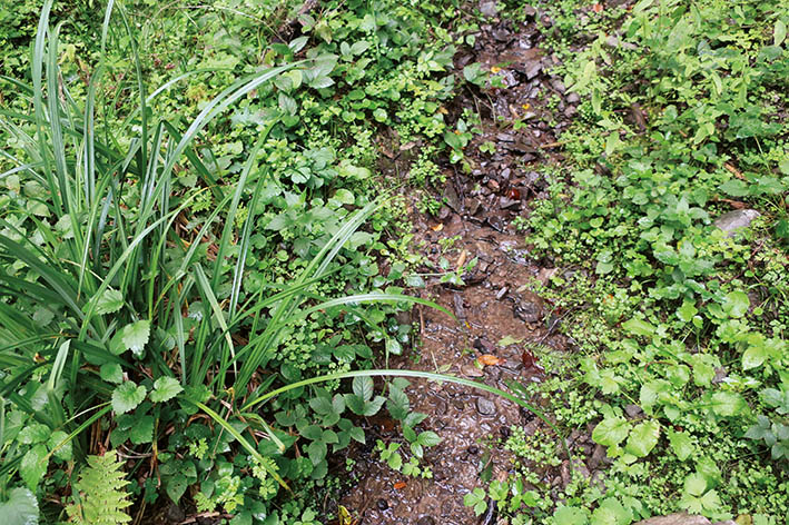 GeoTour Wolfach - zu Gneisen und Graniten