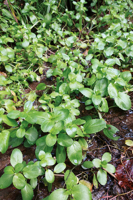 GeoTour Wolfach - zu Gneisen und Graniten