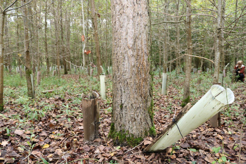 Herzenssache Wuchshüllen Baden-Baden