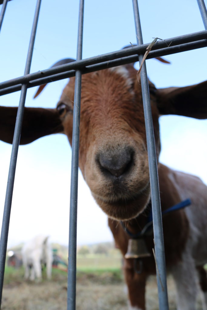 Naturpark-Schule neun, zehn, elf!