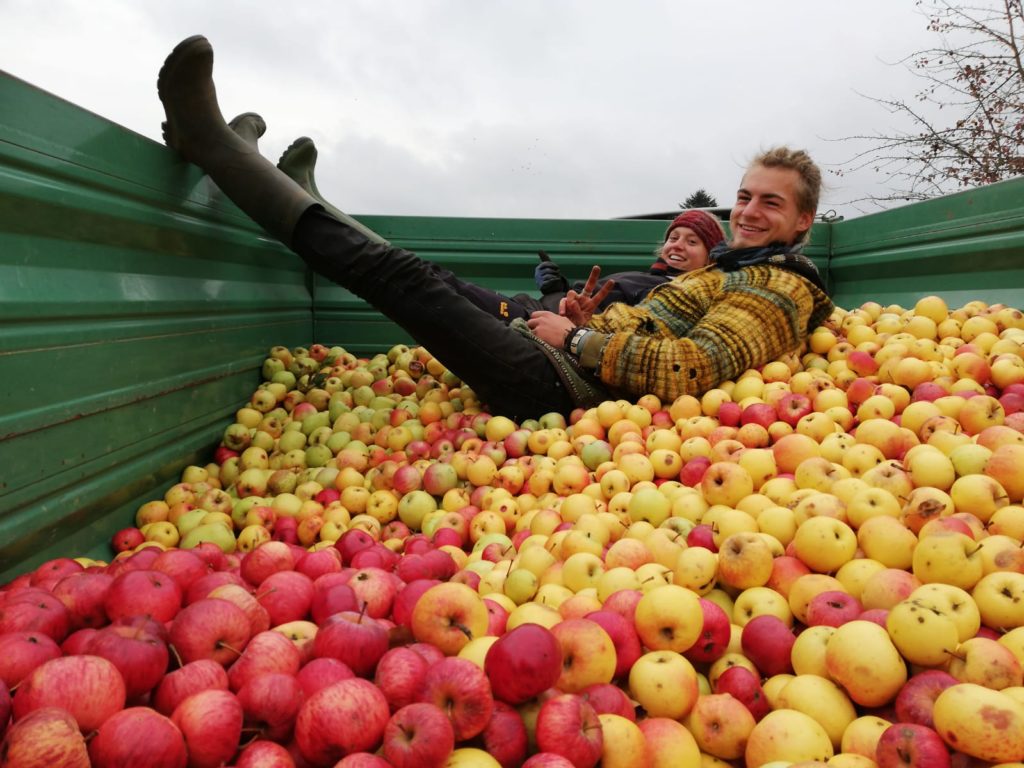 Hofbauernhof Loßburg-Schömberg - Pächter - Apfelernte