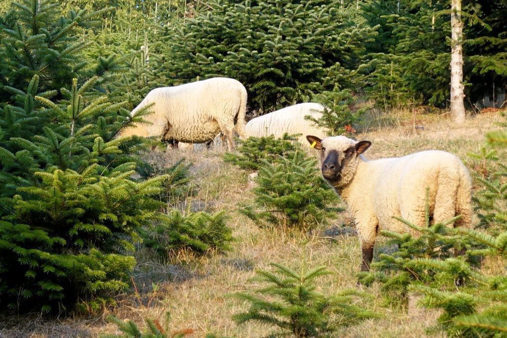 badenova - wo gibt's nachhaltige Christbäume
