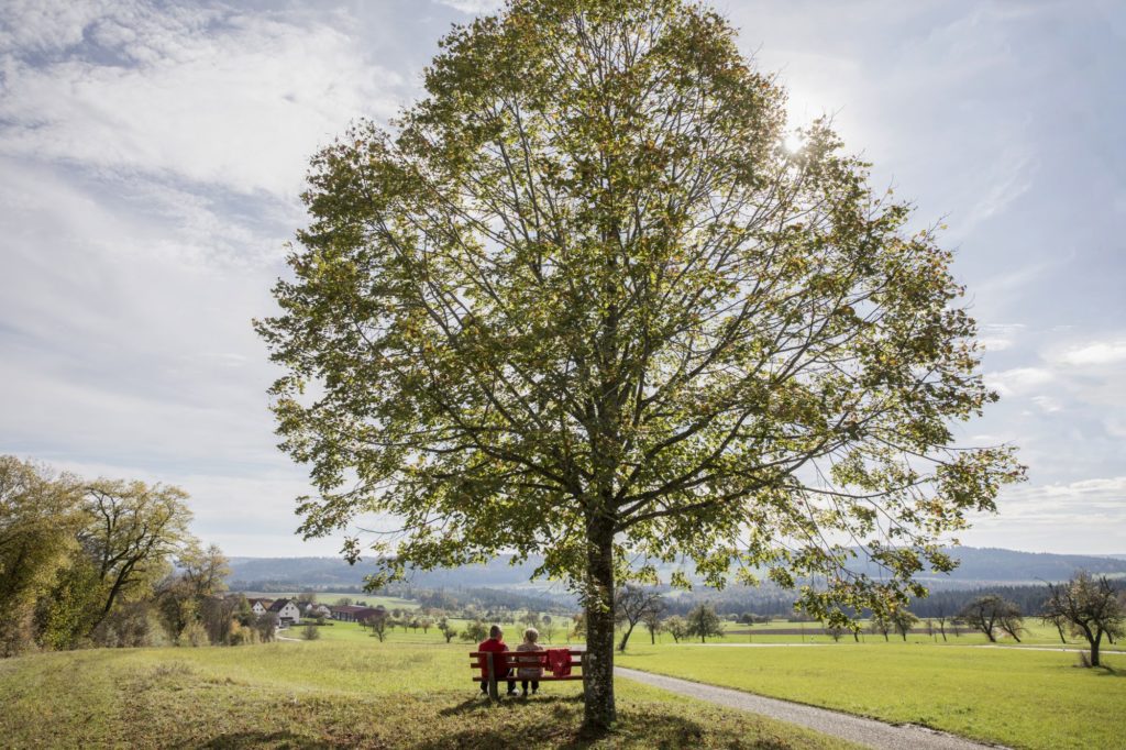 Naturpark-Augenblicke Ebhausen Aussicht Bank unter Baum