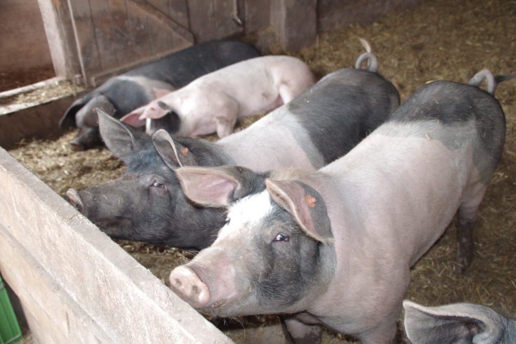 Hofbauernhof Loßburg-Schömberg - Schweine