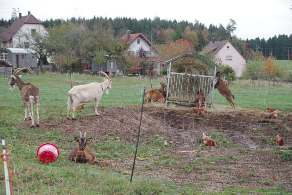 Hofbauernhof Loßburg-Schömberg - Ziegen