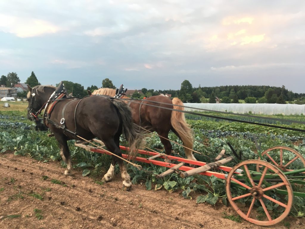 Hofbauernhof Loßburg-Schömberg - Pferde im Arbeitseinsatz
