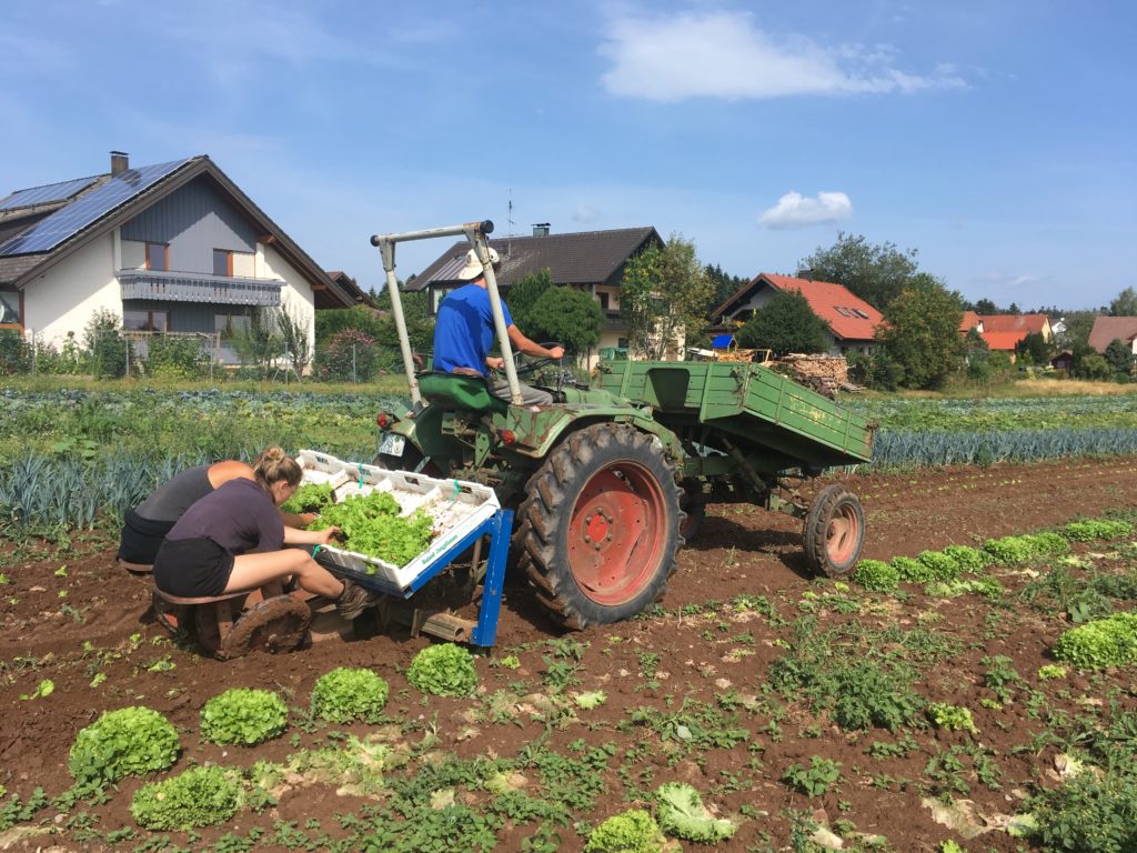 Hofbauernhof Loßburg-Schömberg - Traktor