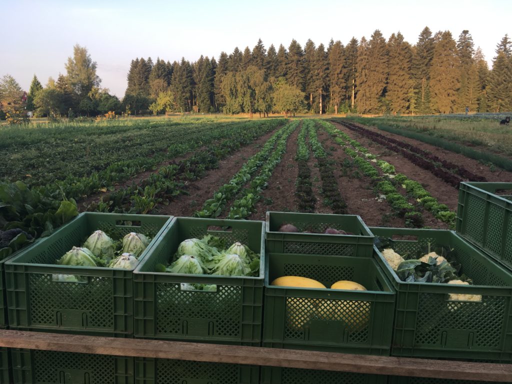 Hofbauernhof Loßburg-Schömberg - Gemüsekisten