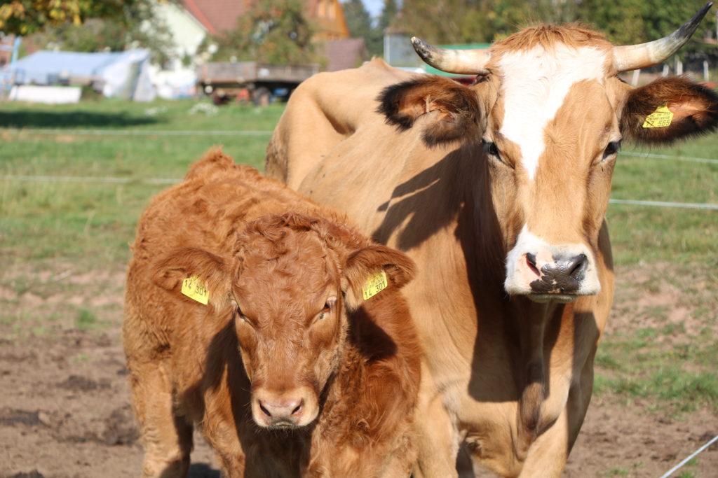 Hofbauernhof Loßburg-Schömberg - Kuh und Kalb