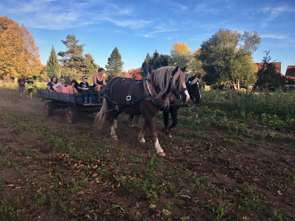 Hofbauernhof Loßburg-Schömberg - Pferdefuhrwerk