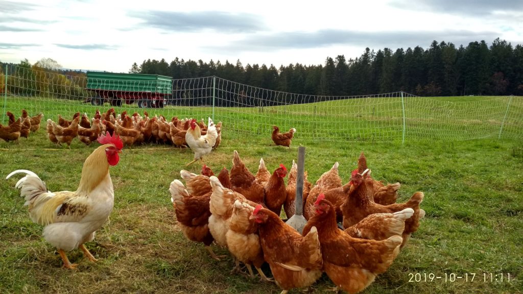 Hofbauernhof Loßburg-Schömberg - glückliche Hühner