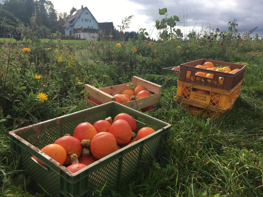 Hofbauernhof Loßburg-Schömberg - Kürbisernte