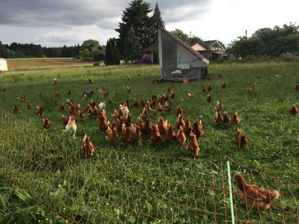 Hofbauernhof Loßburg-Schömberg - glückliche Hühner