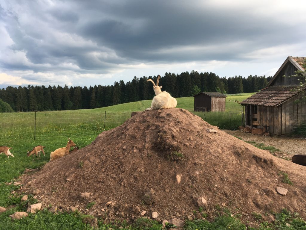 Hofbauernhof Loßburg-Schömberg - Ziegen