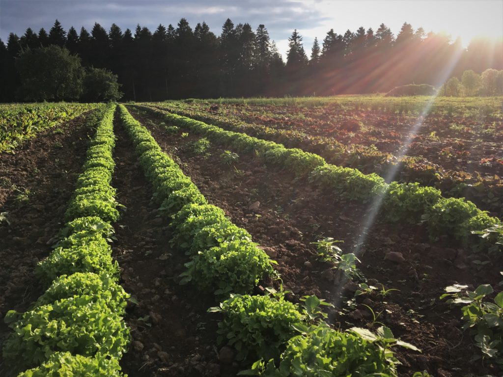 Hofbauernhof Loßburg-Schömberg - Salat