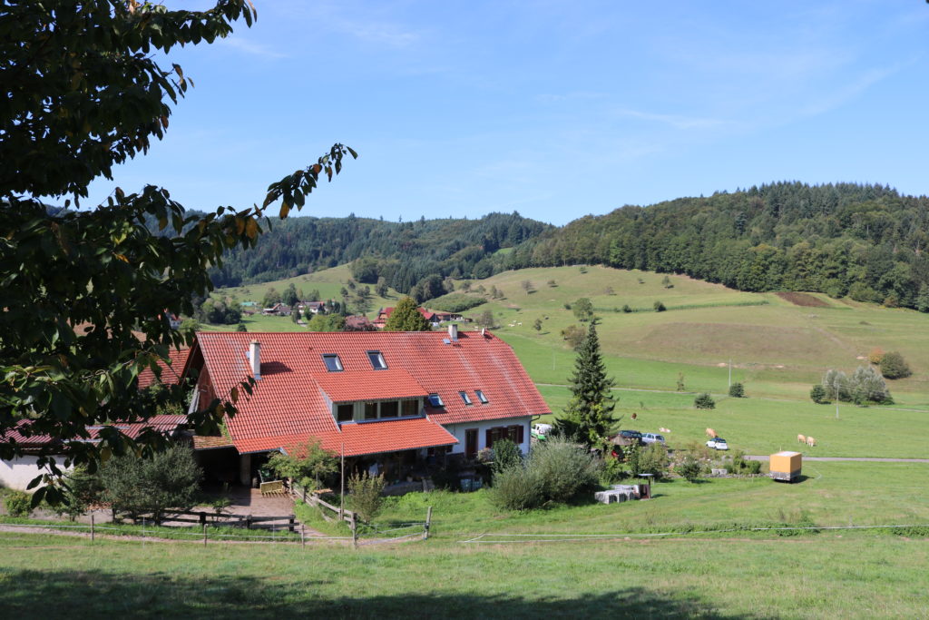 Der Weihnachtsbaum und die Christbaumschafe