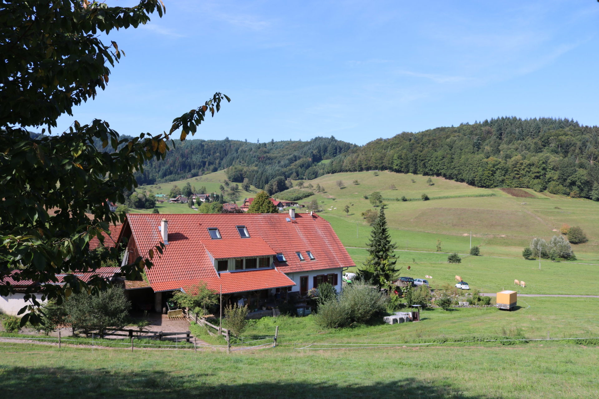 Der Weihnachtsbaum und die Christbaumschafe