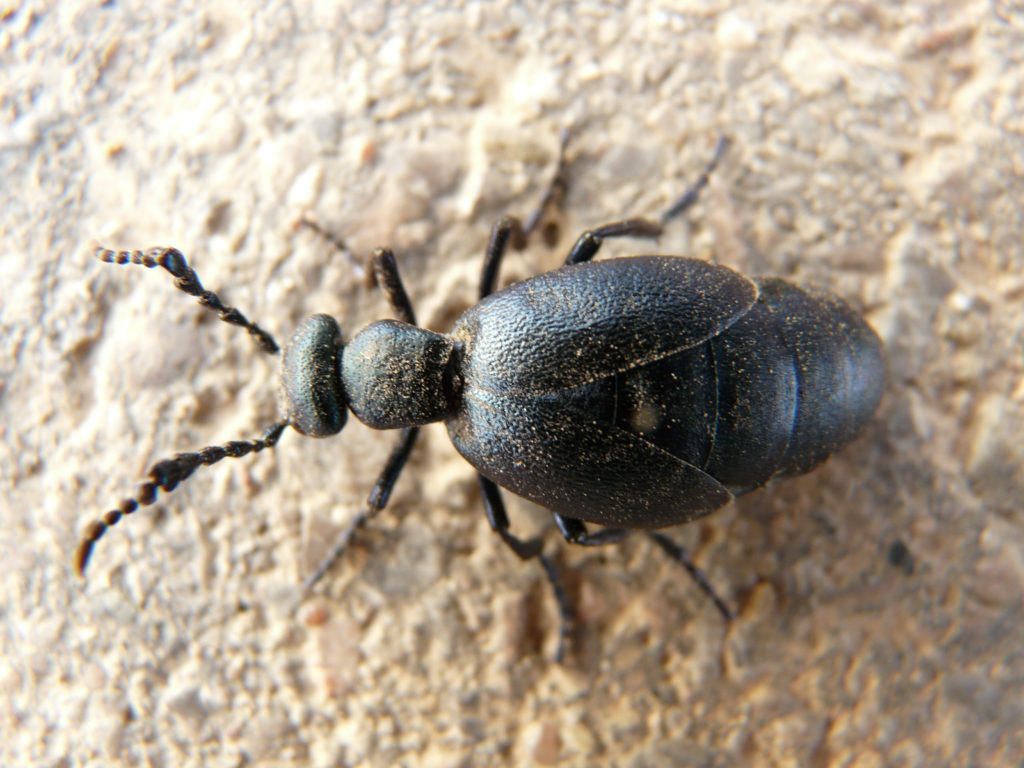 Der Schwarzblaue Ölkäfer - Insekt des Jahres 2020