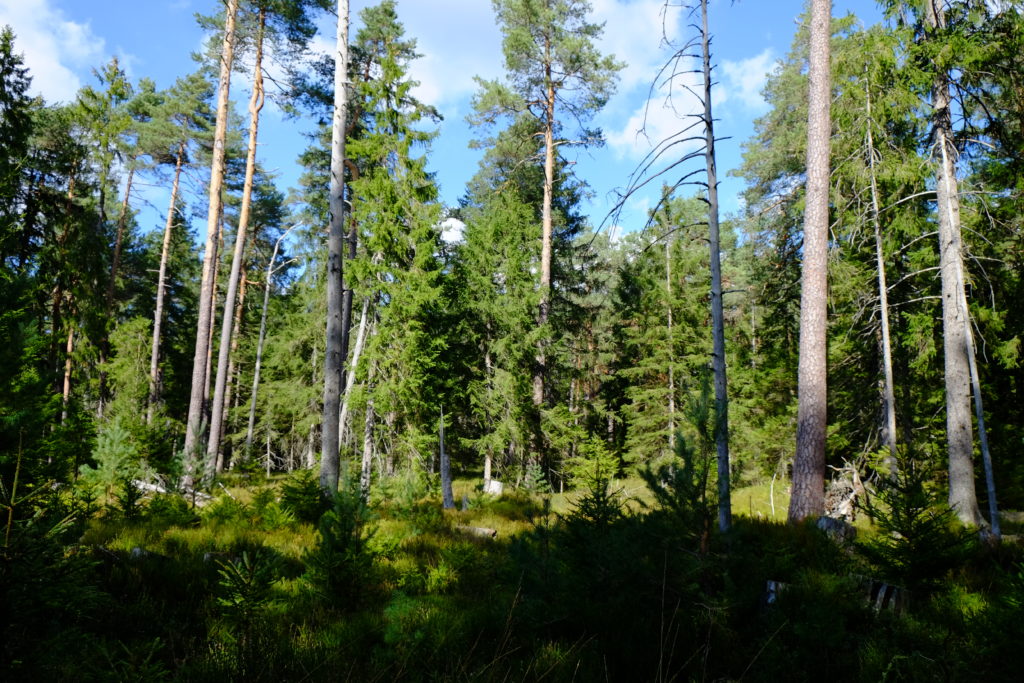 Auerhuhn - Speiseplan im Jahresrhythmus