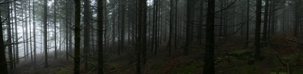 Auerhuhn - Speiseplan im Jahresrhythmus