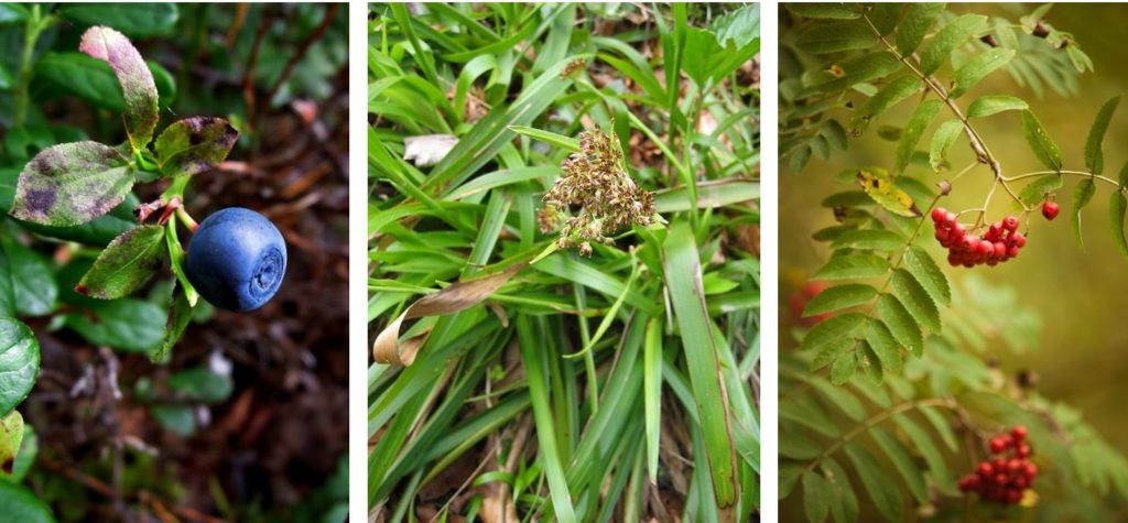 Auerhuhn - Speiseplan im Jahresrhythmus