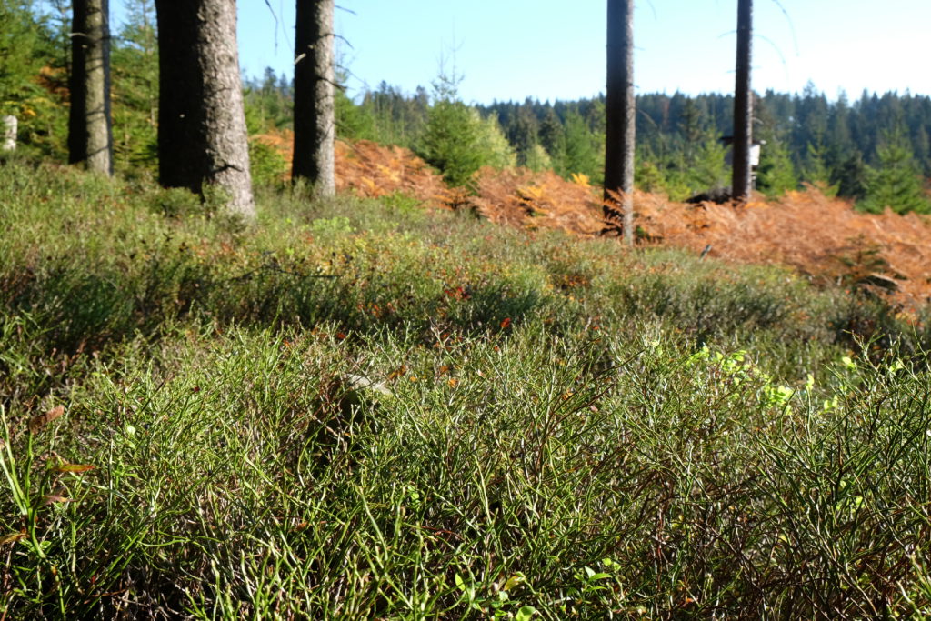 Auerhuhn - Speiseplan im Jahresrhythmus