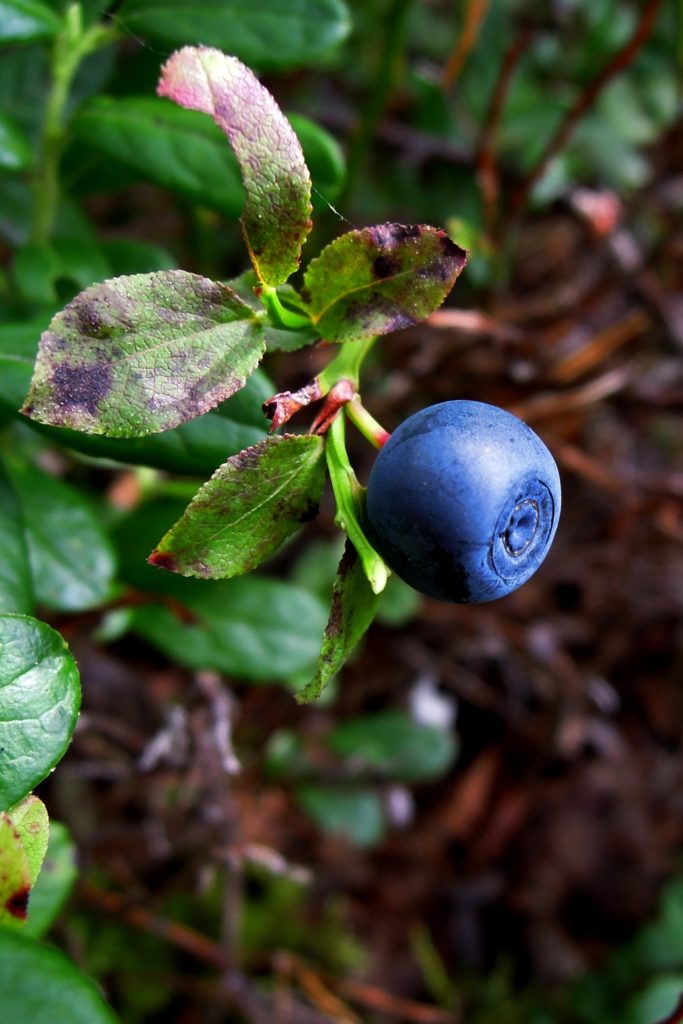 Auerhuhn - Speiseplan im Jahresrhythmus