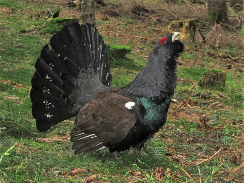 Monitoring Auerhahn Balz