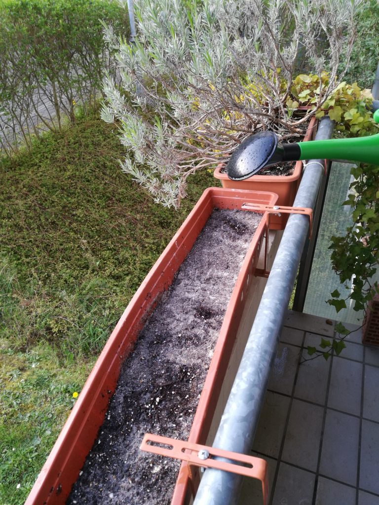 Wildblumen auf dem Balkon