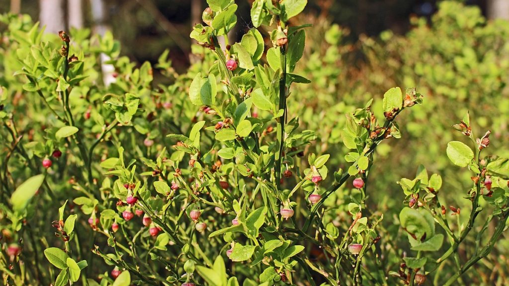 Naturpark-AugenBlick-Runde Schramberg