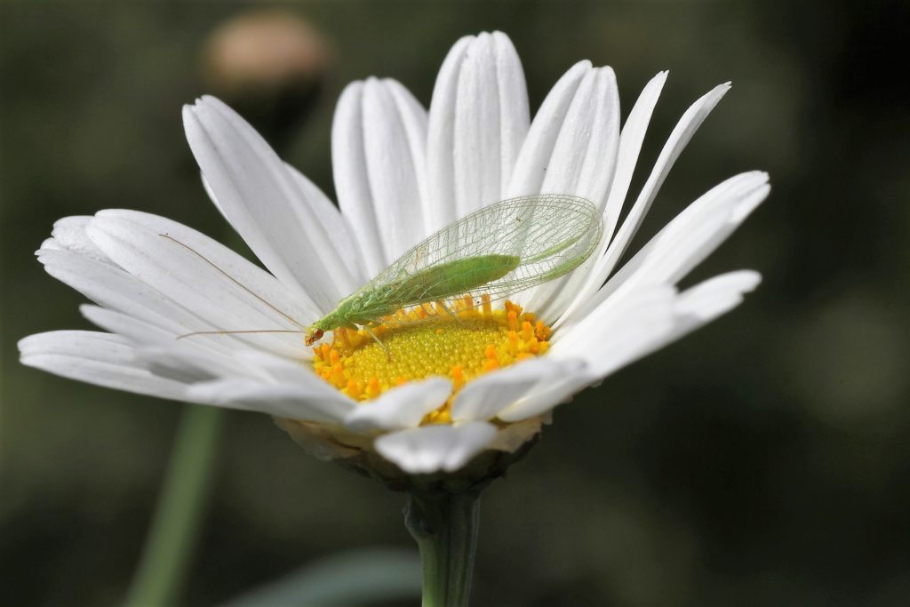 Basteln mit Kindern: Ohrwurmhaus - Florfliege