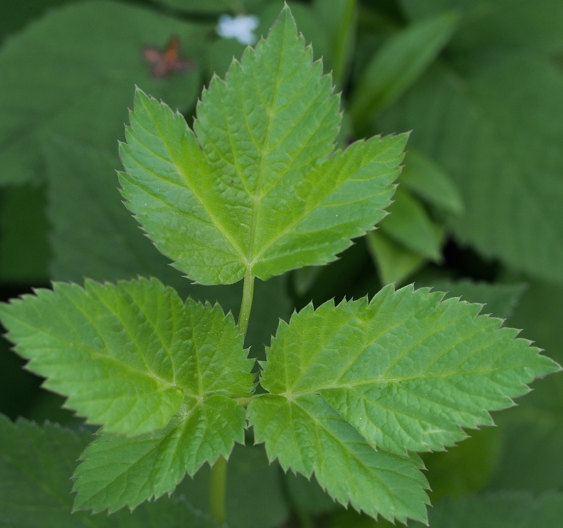 Wildkräuter im Frühling - Pflanzenquiz