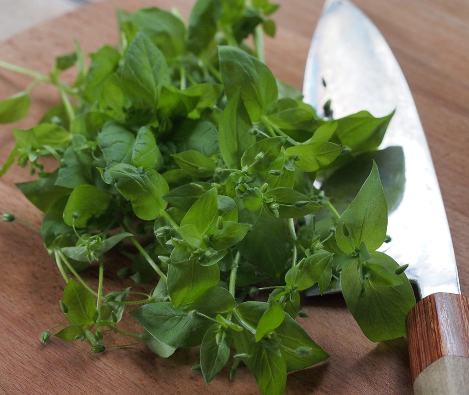 Wildkräuter im Frühling - Pflanzenquiz