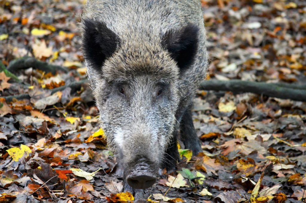 Wilde Sau - Gärtner des Waldes