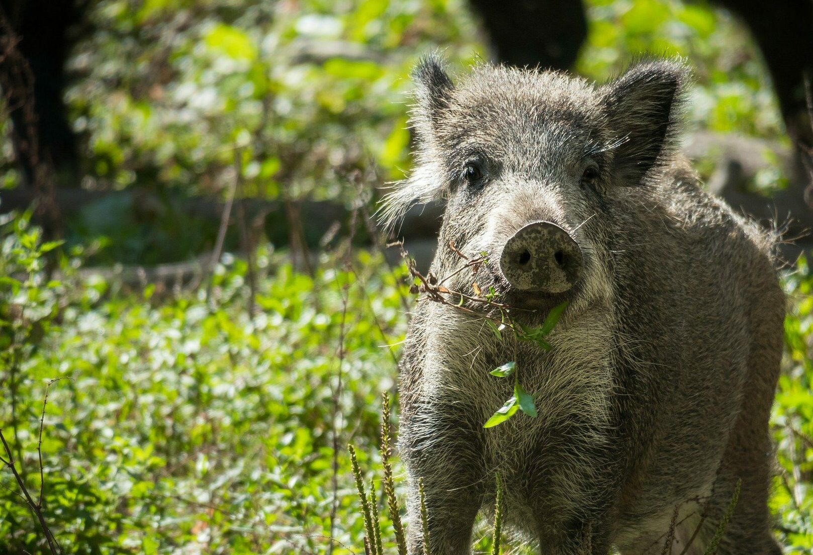 Wilde Sau - Gärtner des Waldes