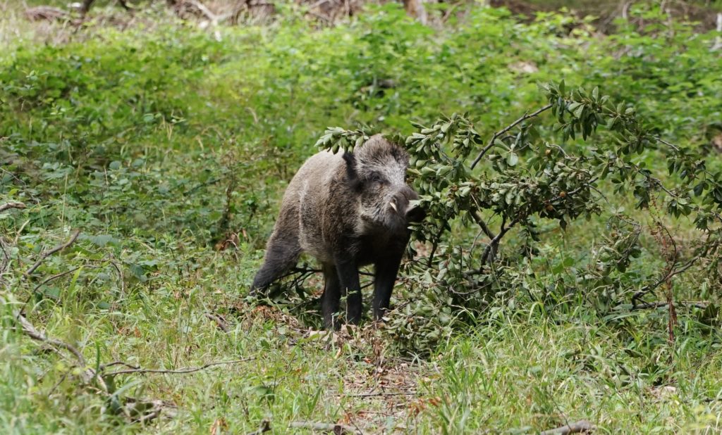 Wilde Sau - Gärtner des Waldes