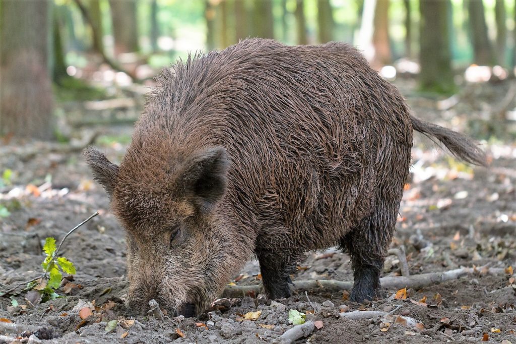 Wilde Sau - Gärtner des Waldes