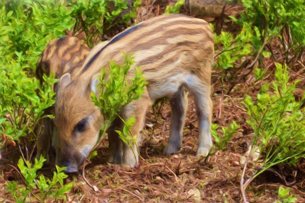 Wilde Sau - Gärtner des Waldes