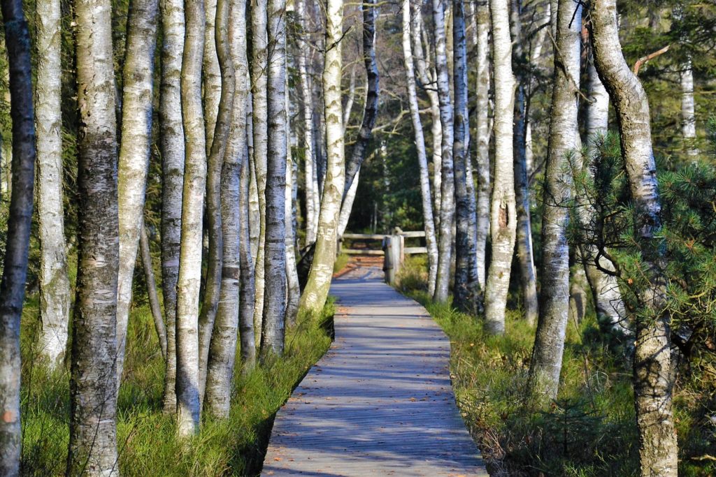 NaTour auf dem Hohloh - barrierefrei