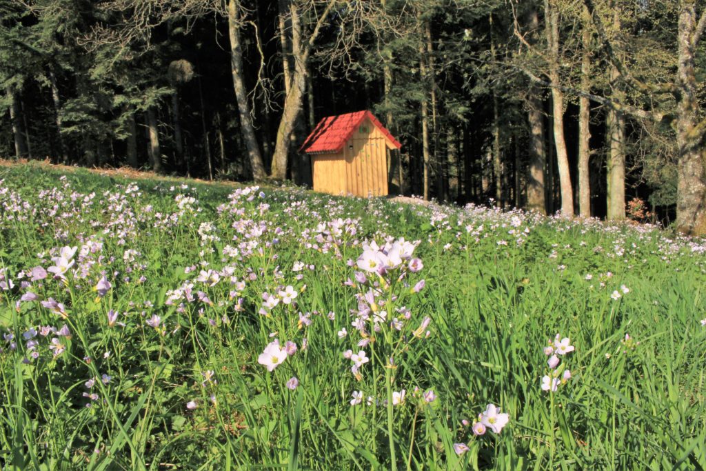Trekking Vorderbühlhof Oppenau