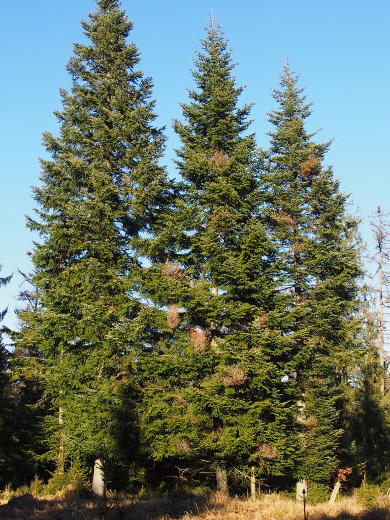 Waldspaziergang - Tannen mit Hexenbesen